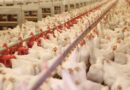 Economia brasileira pode sofrer prejuízos de R$ 21,7 bilhões em caso extremo de gripe aviária