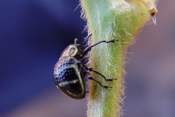 tamanduá-da-soja adulto