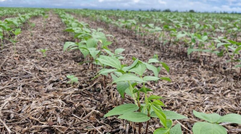 Frísia apresenta feijão-mungo como alternativa para a segunda safra no Tocantins