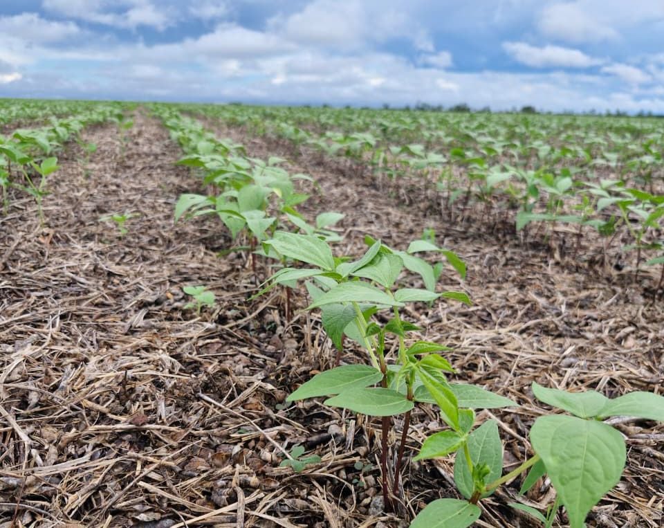 Frísia apresenta feijão-mungo como alternativa para a segunda safra no Tocantins