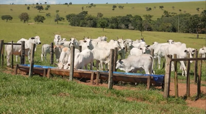 Foto: Reprodução/Giro do Boi.