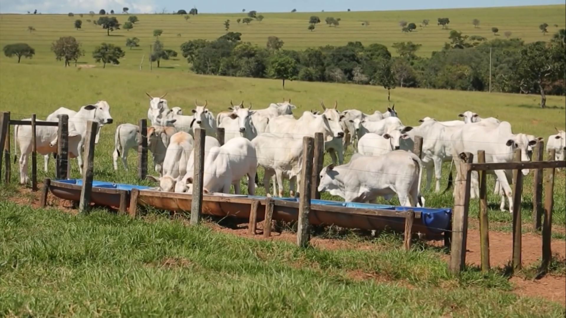 Foto: Reprodução/Giro do Boi.