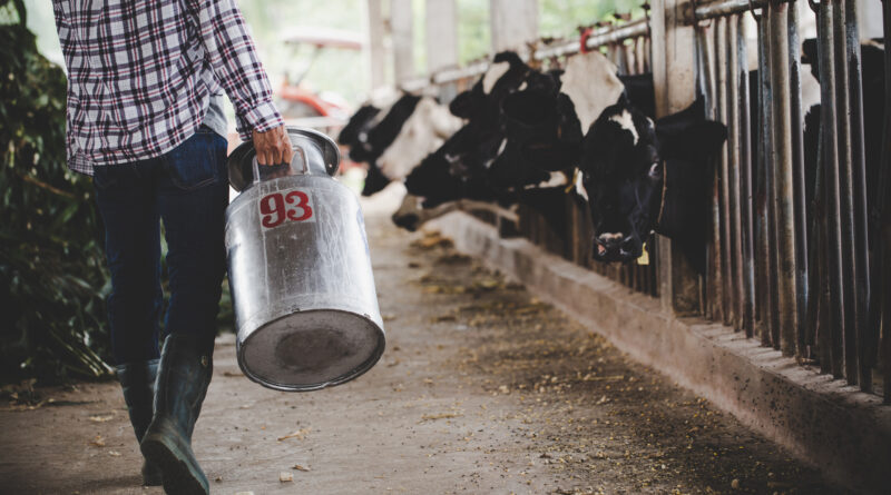 Produção de leite, produtor, leite, vacas, pecuária
