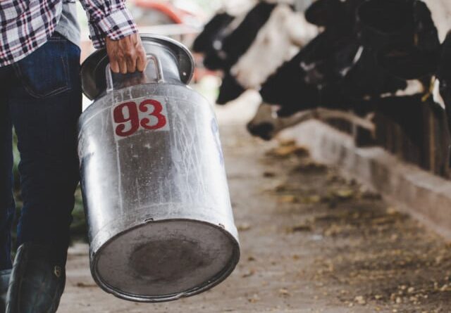Produção de leite, produtor, leite, vacas, pecuária