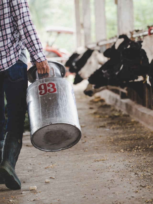 Produção de leite, produtor, leite, vacas, pecuária