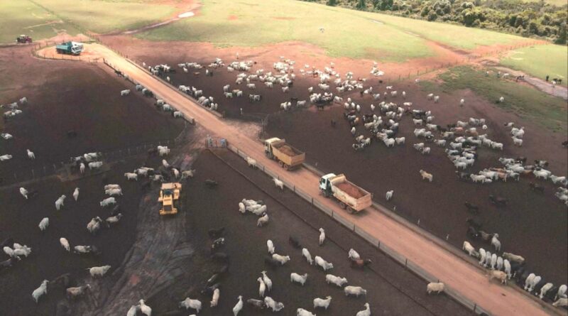 Vista aérea de confinamento de bovinos de corte. Foto: Reprodução