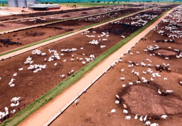 Vista área do confinamento de bovinos na fazenda Nova Piratinga. Foto: Reprodução/Giro do Boi