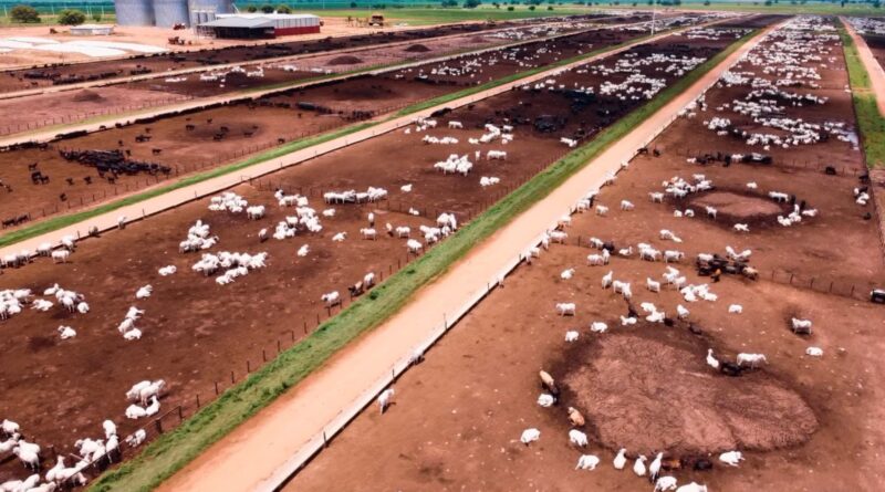 Vista área do confinamento de bovinos na fazenda Nova Piratinga. Foto: Reprodução/Giro do Boi