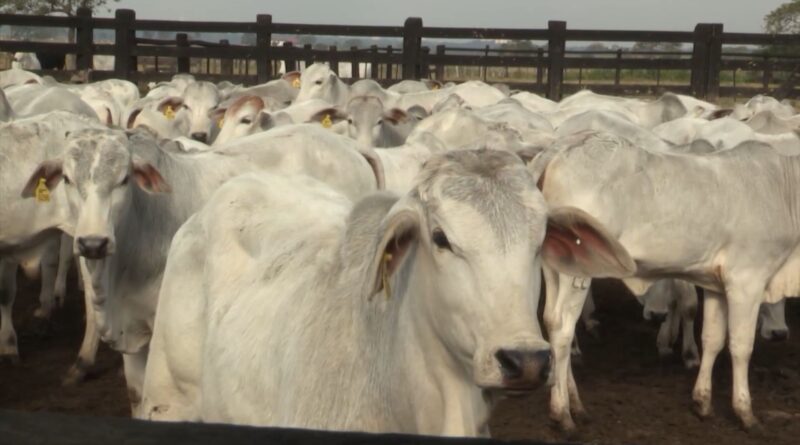 Sistema de rastreabilidade cruza informações ambientais e sanitárias para garantir a legalidade na cadeia da carne bovina (Foto: Reprodução).