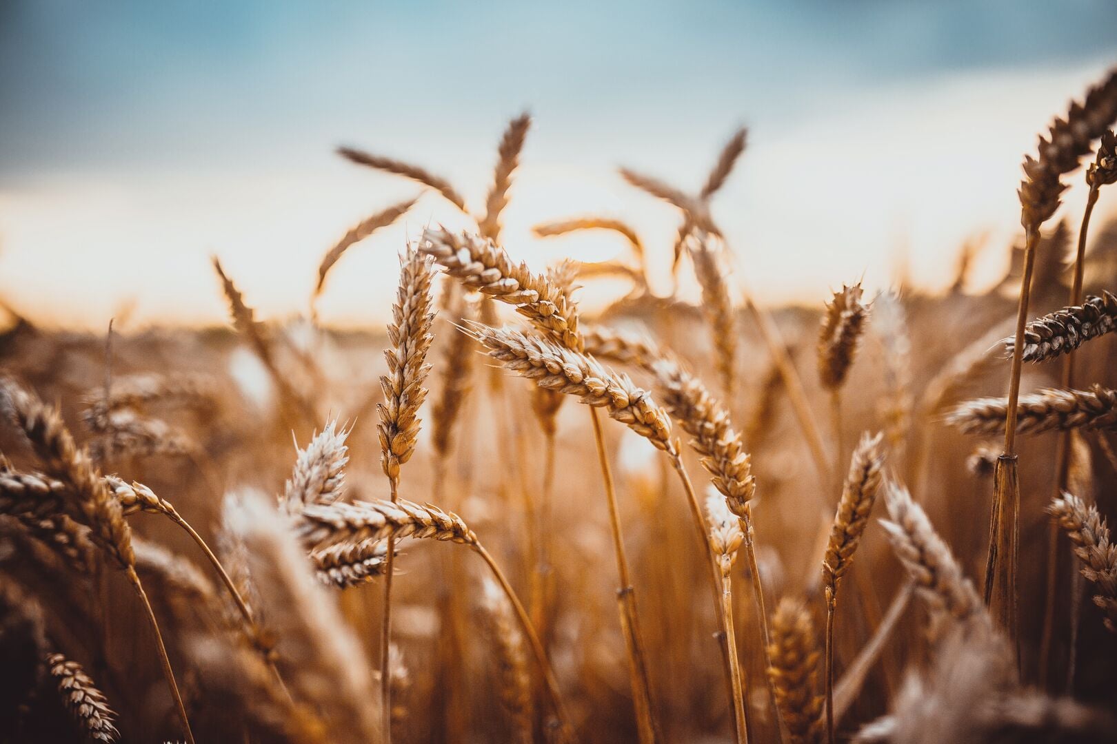 produção de trigo 25/26