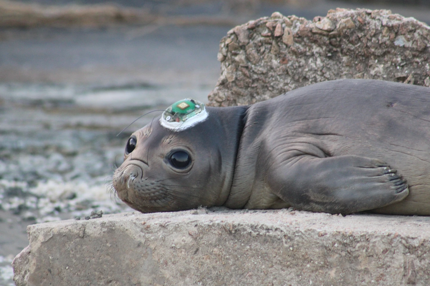 Filhote de elefante-marinho na costa uruguaia