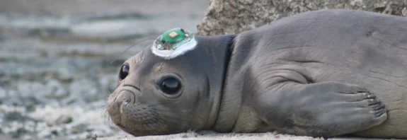 Filhote de elefante-marinho na costa uruguaia