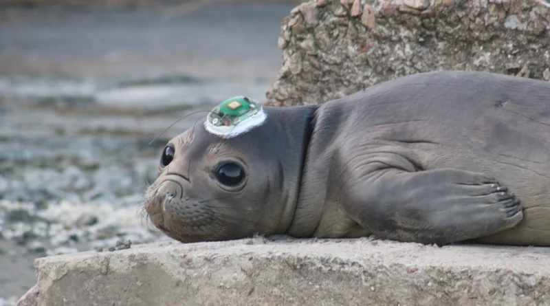 Filhote de elefante-marinho na costa uruguaia