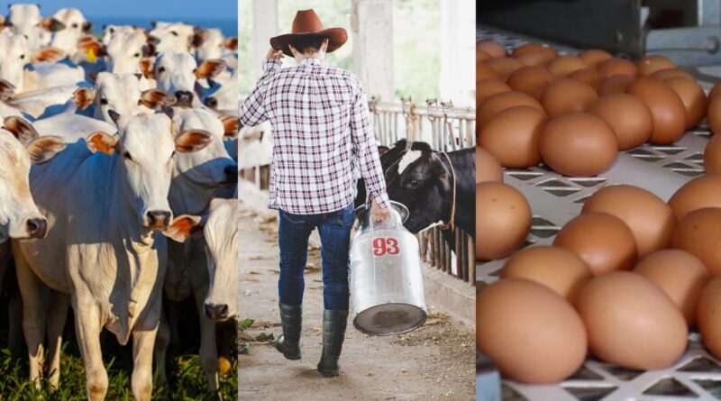 Bahia registra recordes no número de bovinos abatidos e na produção de leite e ovos