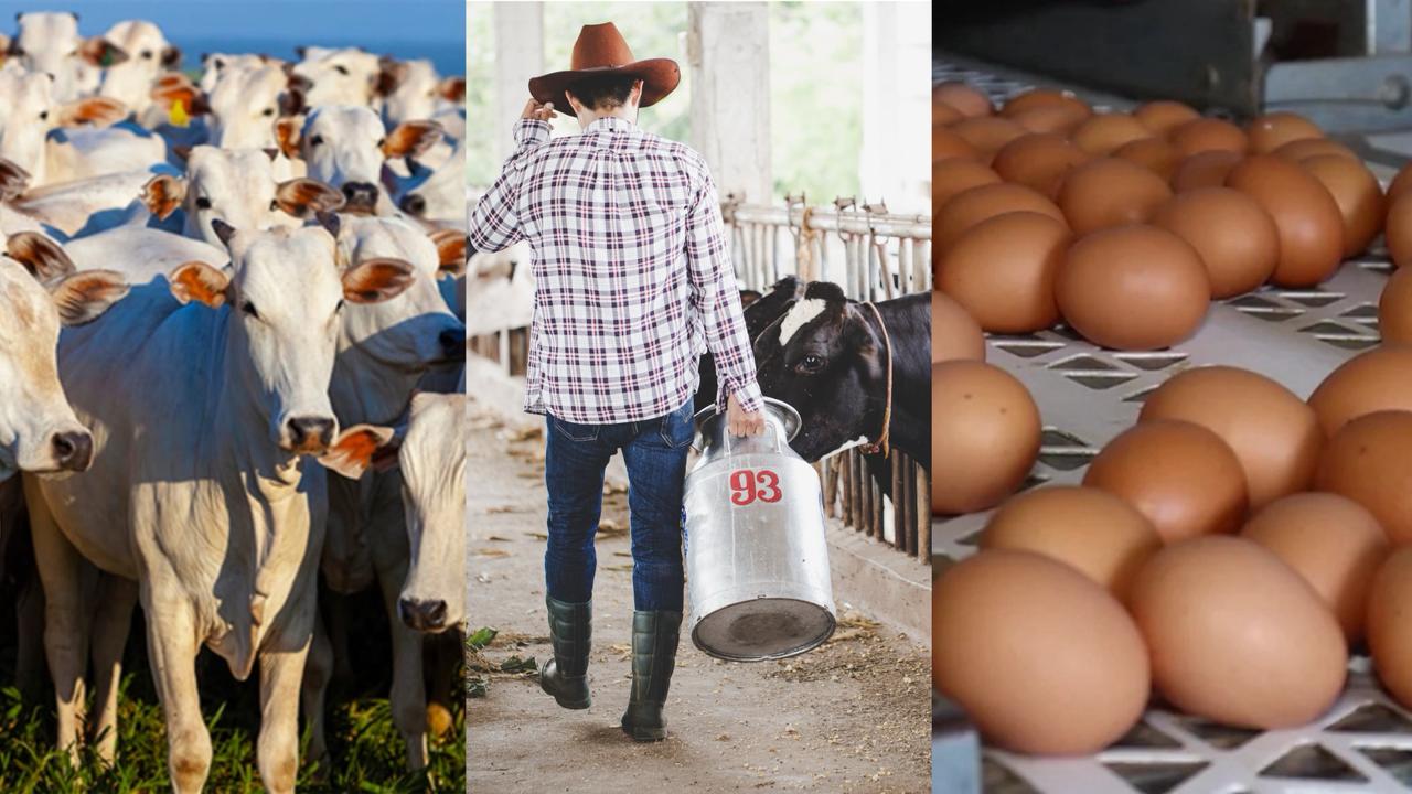 Bahia registra recordes no número de bovinos abatidos e na produção de leite e ovos