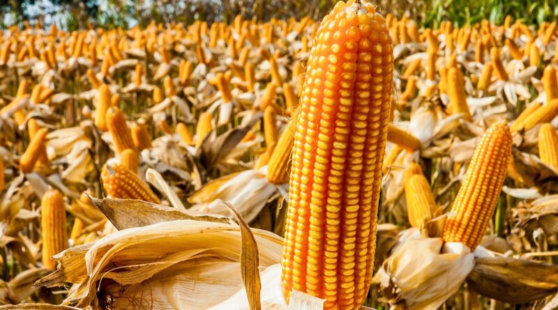Embrapa lança programas de baixo carbono para as culturas de milho e sorgo
