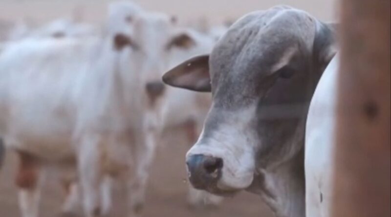 Foto: Reprodução/Giro do Boi.