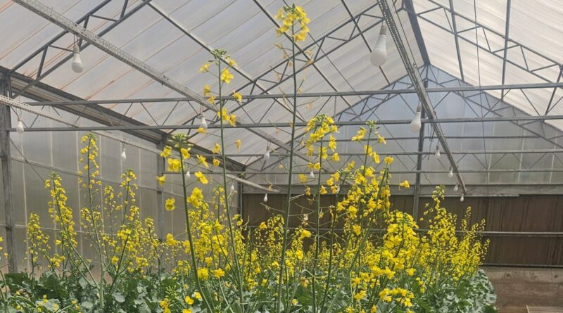 Canola em casa de vegetação. Foto: Agnaldo Chaves.