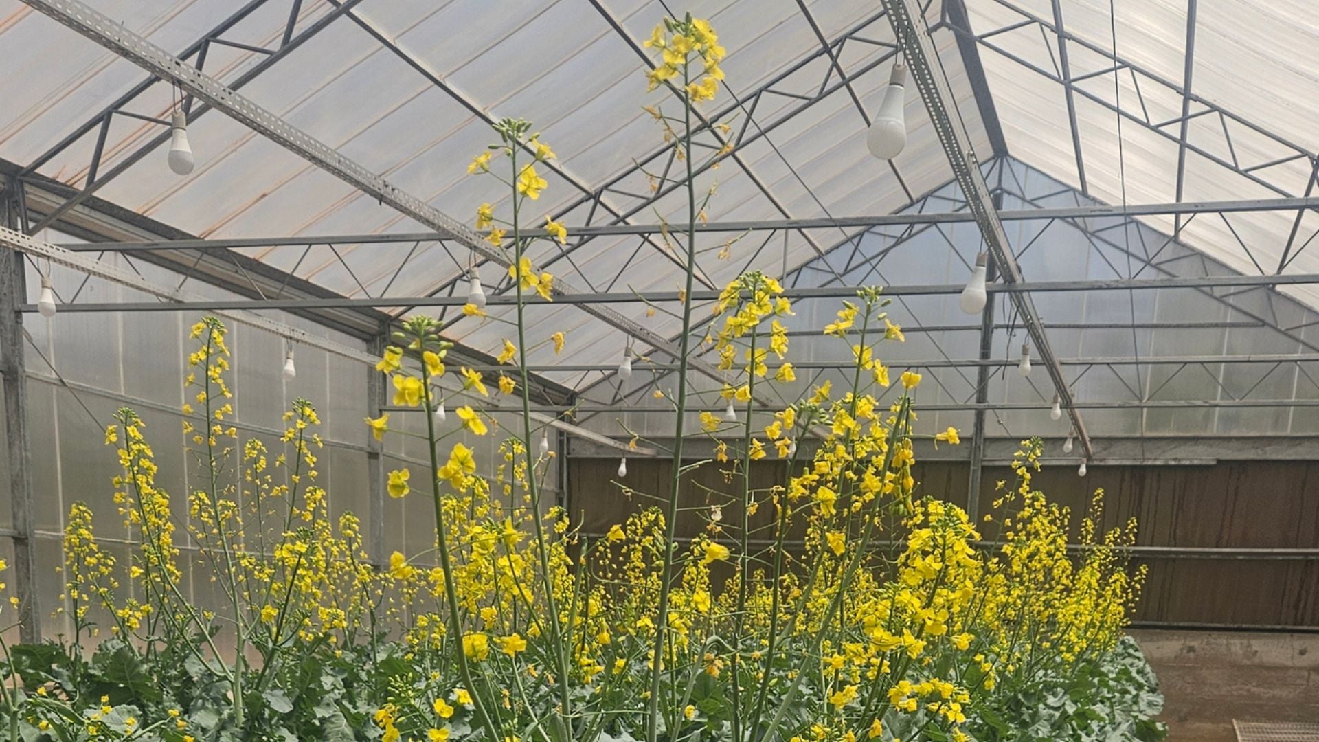 Canola em casa de vegetação. Foto: Agnaldo Chaves.