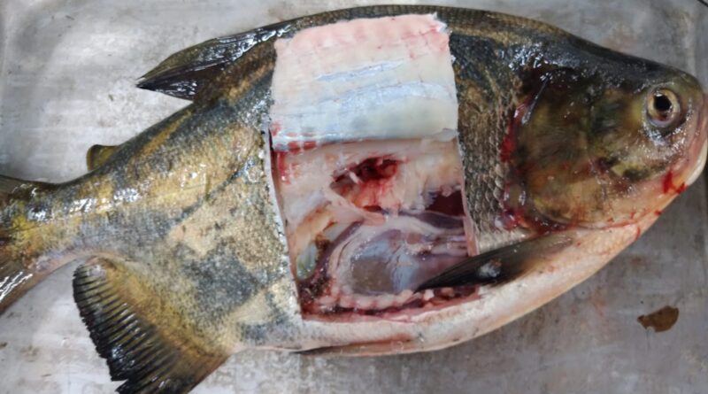 Estudo da Embrapa detecta salmonela em peixes nativos do Centro-Oeste