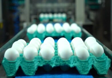 Linha de produção de ovos