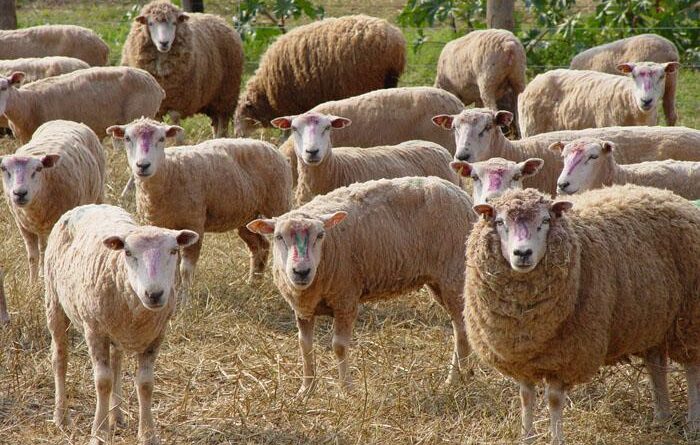 OVINOS, OVELHAS, cooperativismo