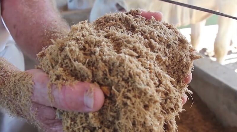 Foto: Reprodução/Giro do Boi.