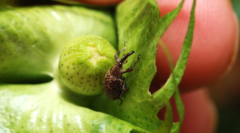 bicudo do algodoeiro