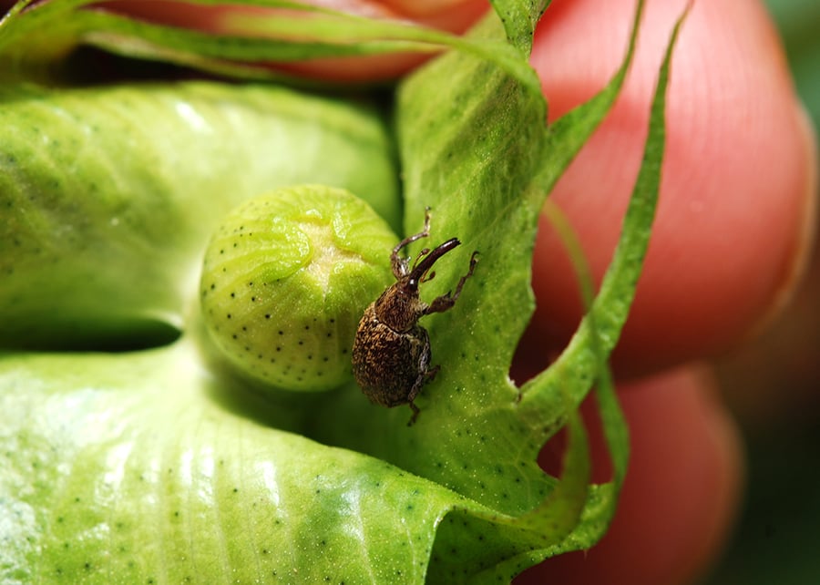 bicudo do algodoeiro