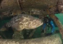 mero, peixe gigante no litoral do Espírito Santo