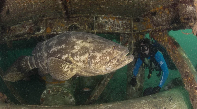 mero, peixe gigante no litoral do Espírito Santo