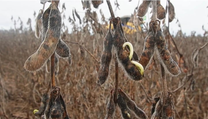 soja brotando na vagem em MT