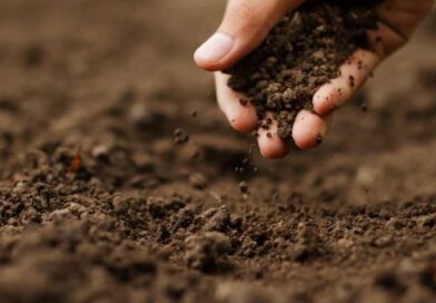 IV Simpósio Brasileiro de Solos Arenosos