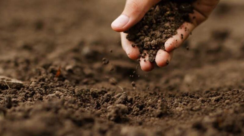 IV Simpósio Brasileiro de Solos Arenosos