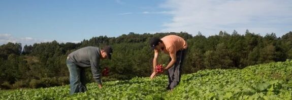 hortaliça, agricultura familiar