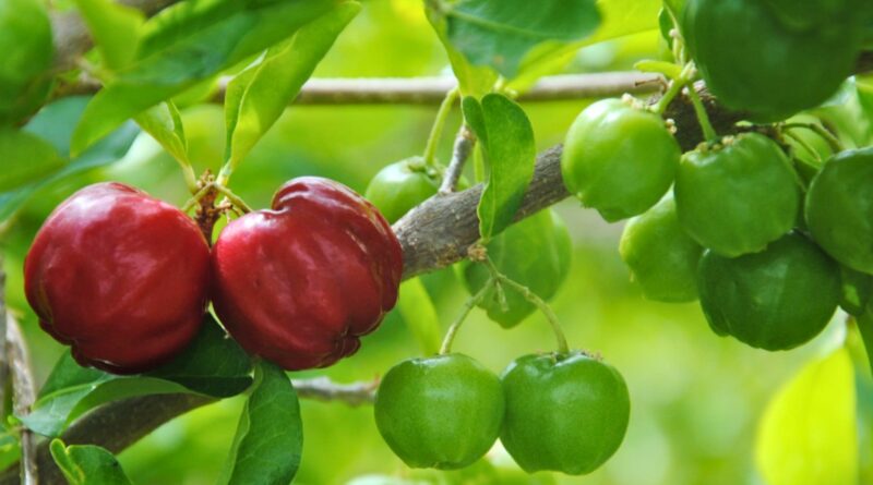 Manejo de abelhas nativas pode elevar produtividade da acerola em mais de 30%