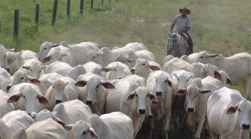 Nelore vacada vacas pecuarista boi