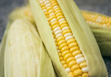 De janeiro a agosto, a China importou 930 mil toneladas de milho, recuo de 92,7% na comparação anual, segundo o Gacc. Foto: Pixabay.