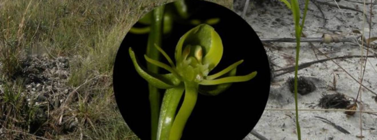 Orquidea