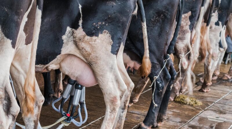 problema de mastite na ordenha em pecuária leiteira