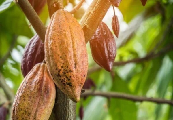 Novas regras para importação de cacau protegem o produtor brasileiro, comemora setor