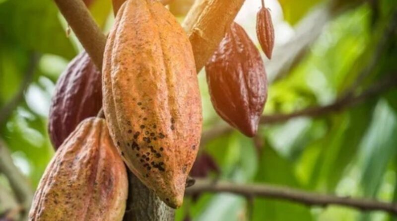 Novas regras para importação de cacau protegem o produtor brasileiro, comemora setor