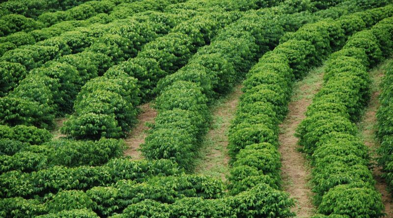 café no Espírito Santo