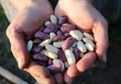 grãos de feijão
