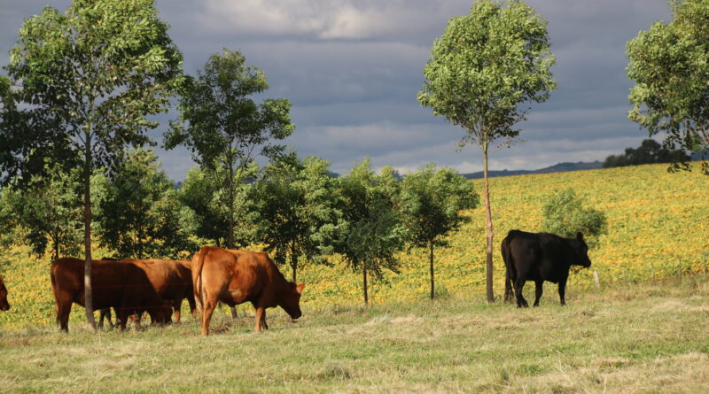 bovino de corte; pecuária de corte