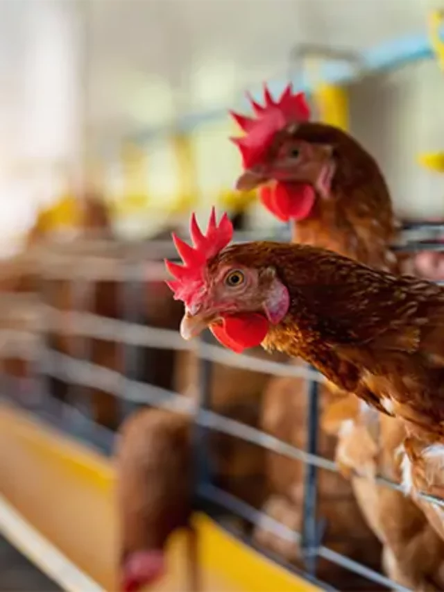 Combate; gripe aviaria