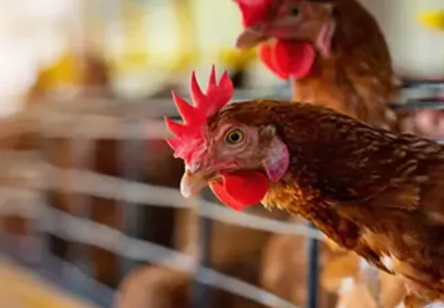 Combate; gripe aviaria