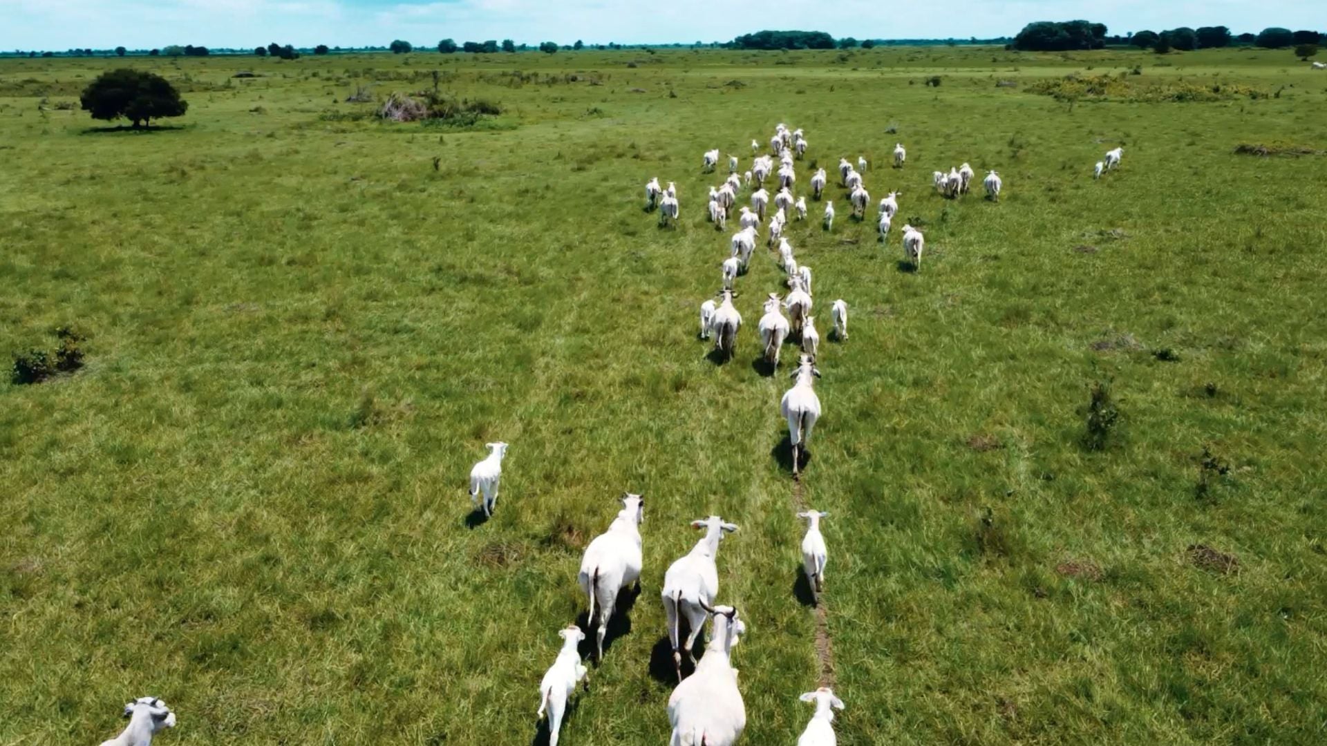 Vacas e novilhas com bezerros ao pé em área de pastagem na fazenda Nova Piratinga. Foto: Reprodução/Giro do Boi