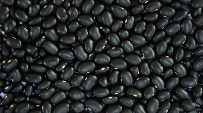 feijão-preto BRS Esteio, da Embrapa