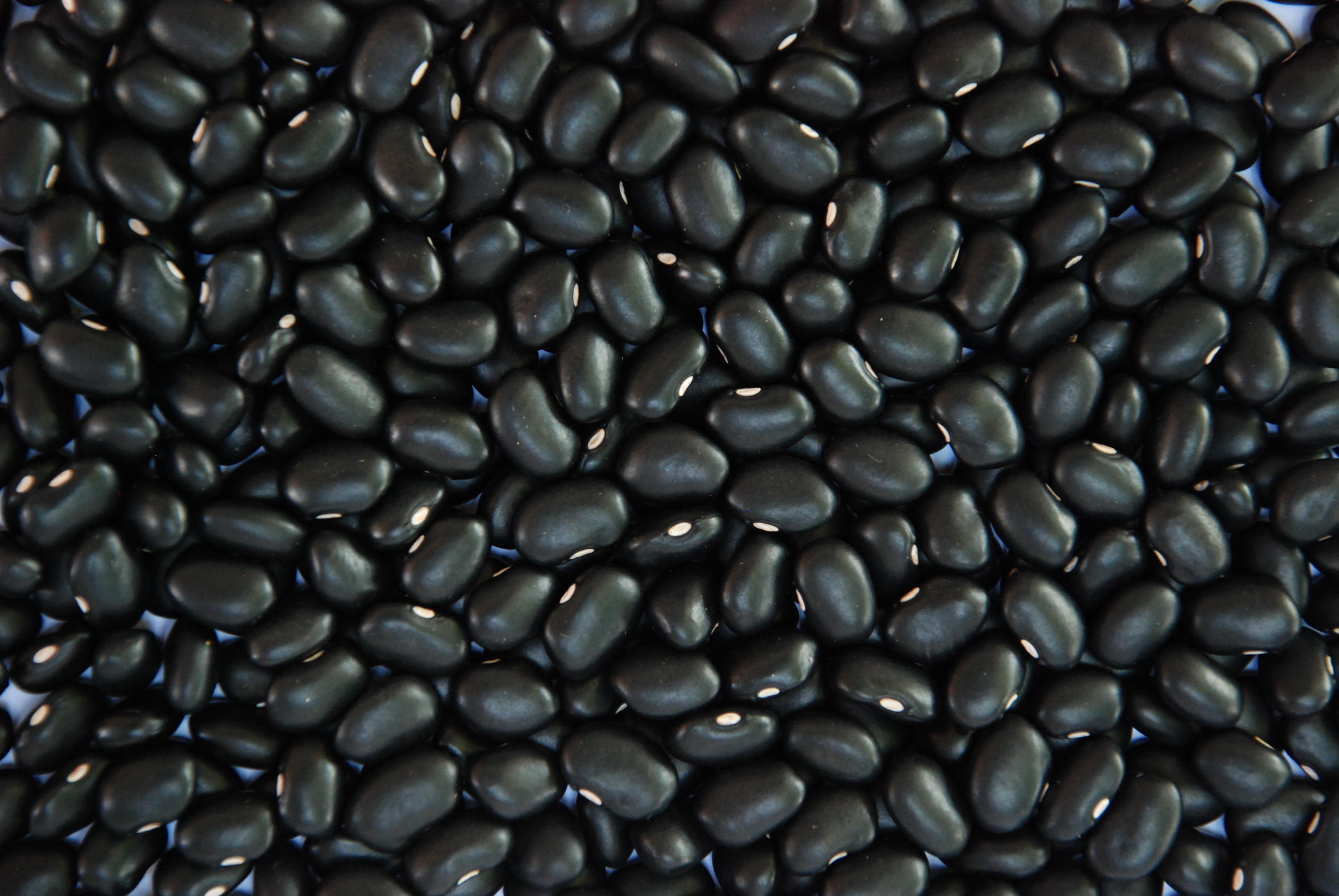 feijão-preto BRS Esteio, da Embrapa